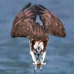 Meet your Posher, Muntx